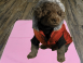 Pet Training Pad